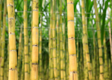 sugarcane vodka-sugar cane plants